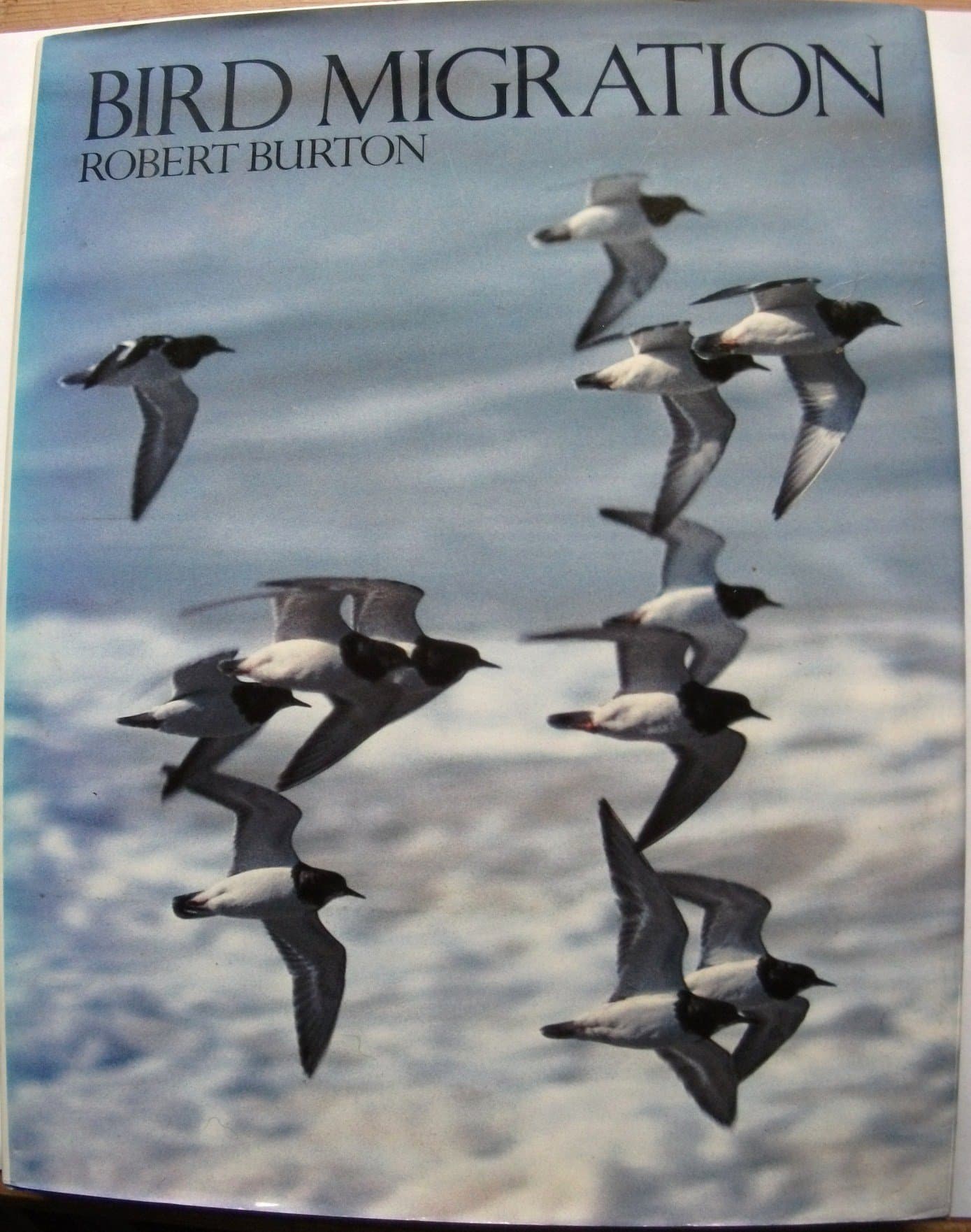 Bird Migration by Robert Burton