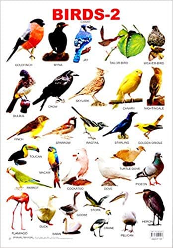 Birds-2 by Unassigned