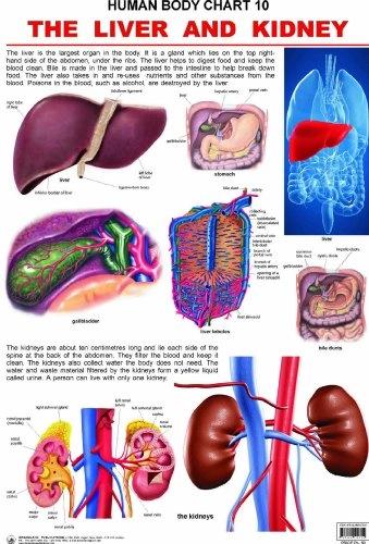 Human Body Chart 10 The Liver and Kidney by Dreamland Publication