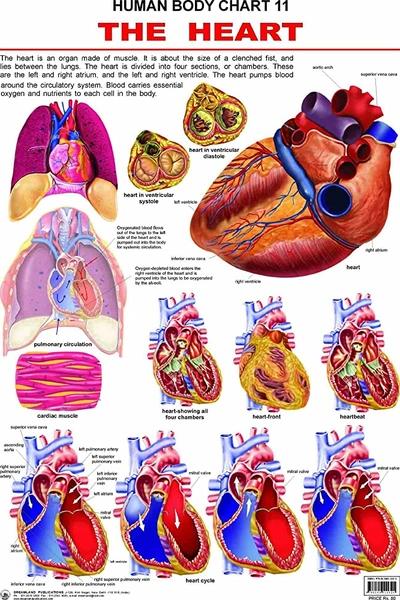 Human Body Chart 11 The Heart by Dreamland Publication