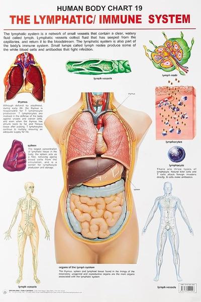 Human Body Chart 19 The Lymphatic Immune System by Dreamland Publication