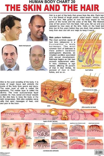 Human Body Chart 20 The Skin And The Hair by Dreamland Publication