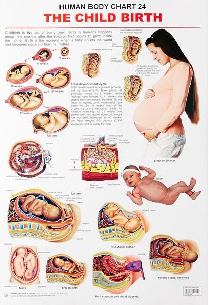 Human Body Chart 24 The Child BIrth by Dreamland Publication