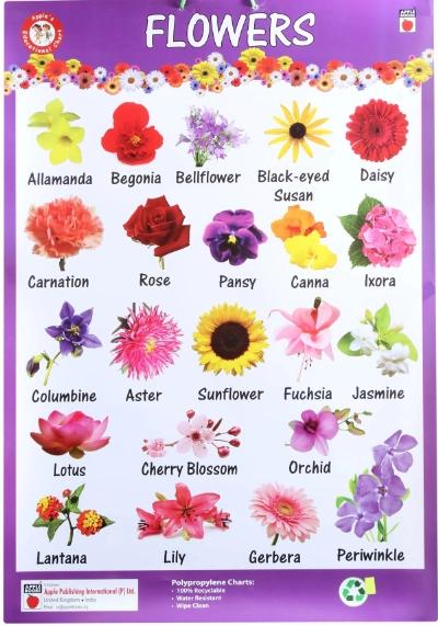 Flowers - Charts by Dreamland Publication