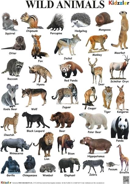 Wild Animals Chart by Dreamland Publication
