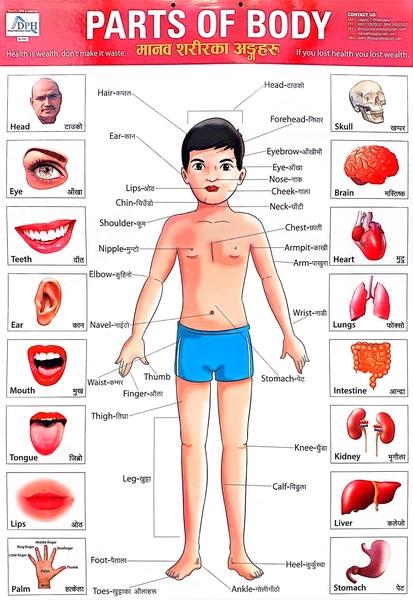 Parts of Body by Dhoju