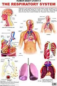 Human Body Chart 4 The Respiratory System by Dreamland Publication